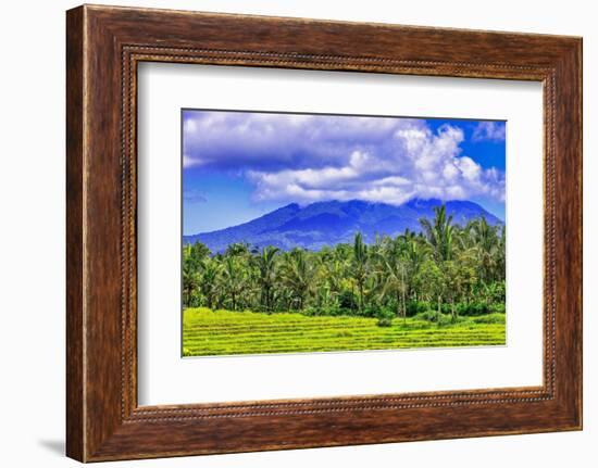 Palm trees growing throughout the jungle forests of central Bali, up into the volcanic mountains.-Greg Johnston-Framed Photographic Print