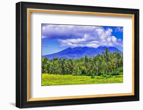 Palm trees growing throughout the jungle forests of central Bali, up into the volcanic mountains.-Greg Johnston-Framed Photographic Print