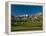 Palm Trees in a Golf Course, Desert Princess Country Club, Palm Springs, California-null-Framed Premier Image Canvas