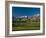 Palm Trees in a Golf Course, Desert Princess Country Club, Palm Springs, California-null-Framed Photographic Print