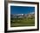 Palm Trees in a Golf Course, Desert Princess Country Club, Palm Springs, California-null-Framed Photographic Print