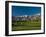 Palm Trees in a Golf Course, Desert Princess Country Club, Palm Springs, California-null-Framed Photographic Print