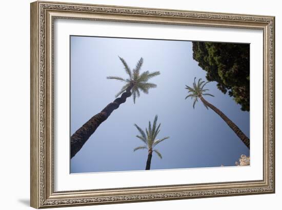 Palm Trees in Cadiz-Felipe Rodriguez-Framed Photographic Print