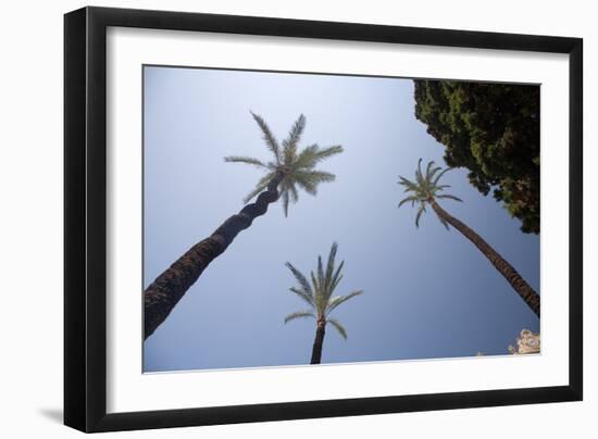 Palm Trees in Cadiz-Felipe Rodriguez-Framed Photographic Print