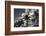 Palm trees in front of art Deco hotels, Ocean Drive, South Beach, Miami Beach, Miami-Dade County...-Panoramic Images-Framed Photographic Print