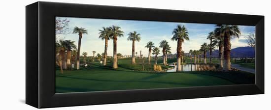 Palm Trees in Golf Course, Desert Springs Golf Course, Palm Springs, Riverside County, California-null-Framed Premier Image Canvas