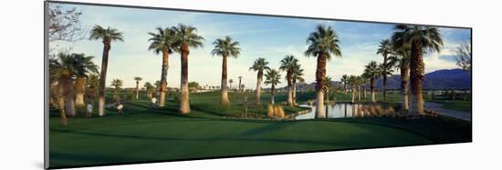 Palm Trees in Golf Course, Desert Springs Golf Course, Palm Springs, Riverside County, California-null-Mounted Photographic Print