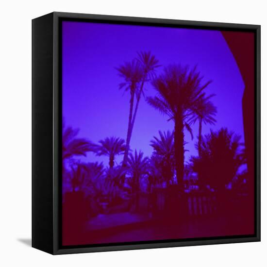 Palm Trees in Silhouette, Photographed Through Blue Glass Window, Ouarzazate, Morocco-Lee Frost-Framed Premier Image Canvas