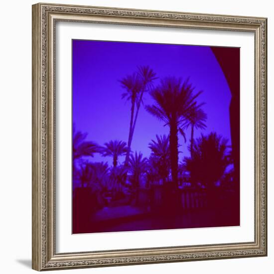 Palm Trees in Silhouette, Photographed Through Blue Glass Window, Ouarzazate, Morocco-Lee Frost-Framed Photographic Print