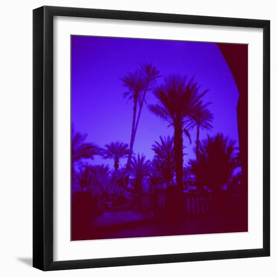 Palm Trees in Silhouette, Photographed Through Blue Glass Window, Ouarzazate, Morocco-Lee Frost-Framed Photographic Print