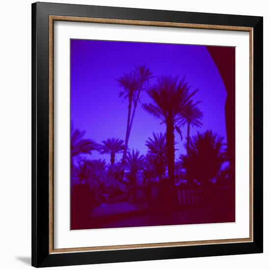 Palm Trees in Silhouette, Photographed Through Blue Glass Window, Ouarzazate, Morocco-Lee Frost-Framed Photographic Print