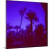 Palm Trees in Silhouette, Photographed Through Blue Glass Window, Ouarzazate, Morocco-Lee Frost-Mounted Photographic Print