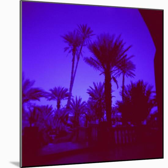 Palm Trees in Silhouette, Photographed Through Blue Glass Window, Ouarzazate, Morocco-Lee Frost-Mounted Photographic Print