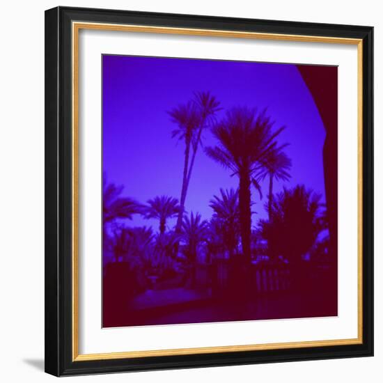 Palm Trees in Silhouette, Photographed Through Blue Glass Window, Ouarzazate, Morocco-Lee Frost-Framed Photographic Print