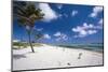 Palm Trees in the Breeze Cayman Islands-George Oze-Mounted Photographic Print