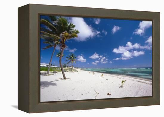 Palm Trees in the Breeze Cayman Islands-George Oze-Framed Premier Image Canvas