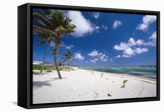 Palm Trees in the Breeze Cayman Islands-George Oze-Framed Premier Image Canvas