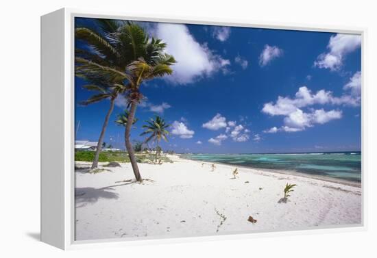 Palm Trees in the Breeze Cayman Islands-George Oze-Framed Premier Image Canvas