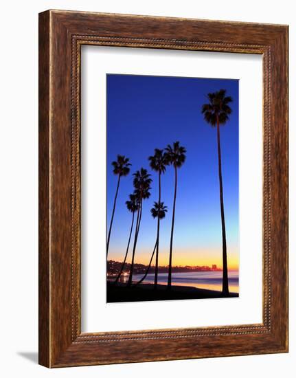 Palm trees, La Jolla Shores Beach, La Jolla, San Diego, California, United States of America, North-Richard Cummins-Framed Photographic Print