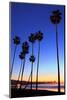 Palm trees, La Jolla Shores Beach, La Jolla, San Diego, California, United States of America, North-Richard Cummins-Mounted Photographic Print