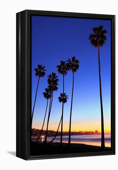 Palm trees, La Jolla Shores Beach, La Jolla, San Diego, California, United States of America, North-Richard Cummins-Framed Premier Image Canvas