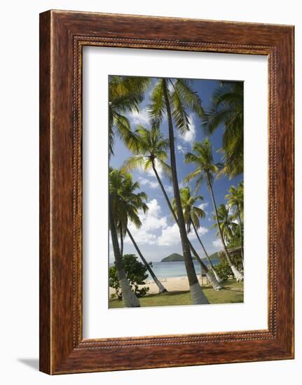 Palm Trees, Lambert Beach, Tortola, British Virgin Islands-Macduff Everton-Framed Photographic Print