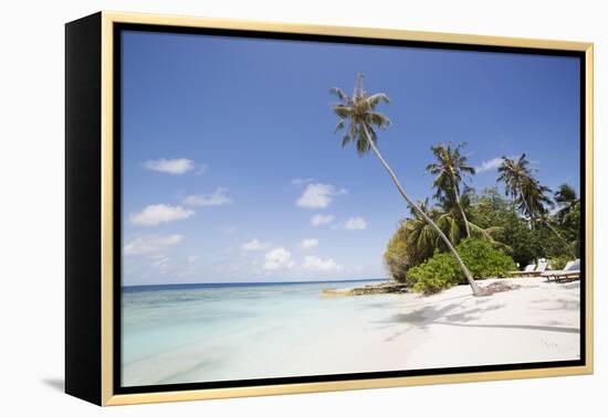 Palm trees lean over white sand, under a blue sky, on Bandos Island in The Maldives, Indian Ocean,-Stuart Forster-Framed Premier Image Canvas