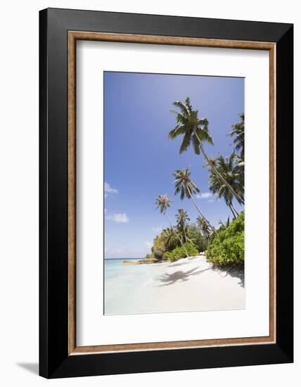 Palm trees lean over white sand, under a blue sky, on Bandos Island in The Maldives, Indian Ocean,-Stuart Forster-Framed Photographic Print