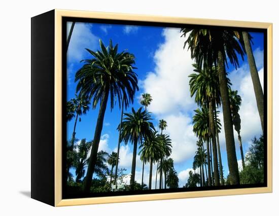 Palm Trees Lining Street-Randy Faris-Framed Premier Image Canvas
