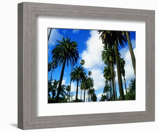 Palm Trees Lining Street-Randy Faris-Framed Photographic Print