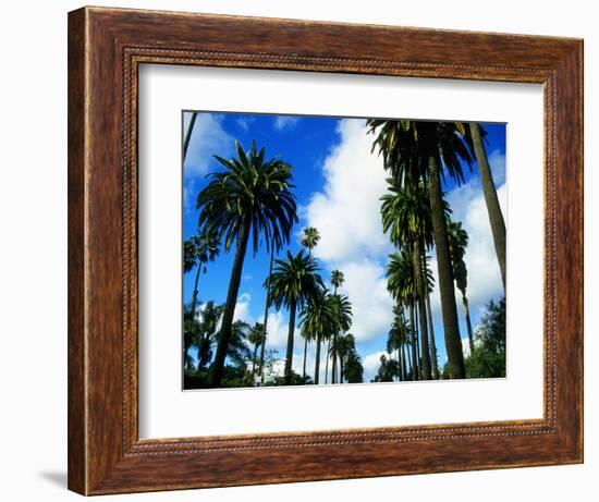 Palm Trees Lining Street-Randy Faris-Framed Photographic Print