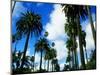 Palm Trees Lining Street-Randy Faris-Mounted Photographic Print