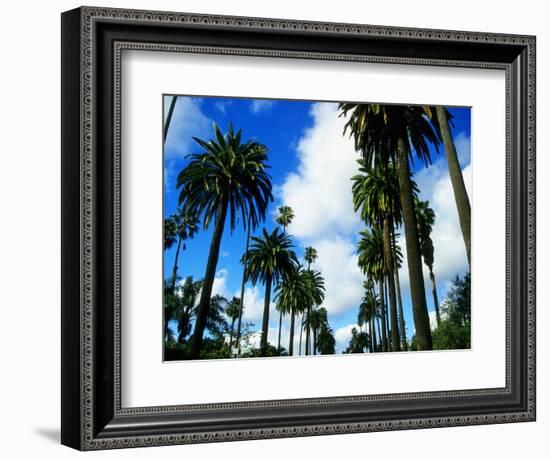 Palm Trees Lining Street-Randy Faris-Framed Photographic Print