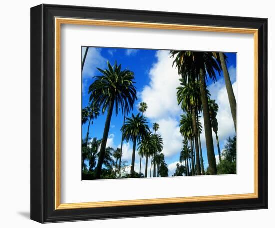 Palm Trees Lining Street-Randy Faris-Framed Photographic Print