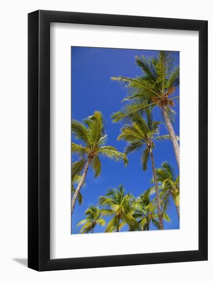 Palm Trees, Long Bay, Antigua, Leeward Islands, West Indies, Caribbean, Central America-Frank Fell-Framed Photographic Print