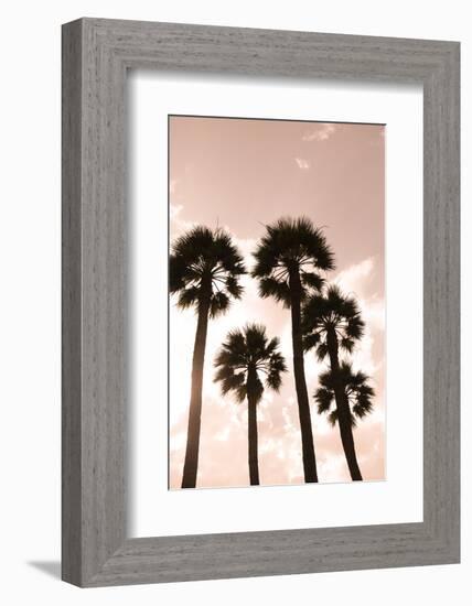 Palm trees. Luxor, Egypt.-Julien McRoberts-Framed Photographic Print