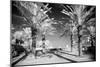 Palm Trees, Miami-Carol Highsmith-Mounted Photo