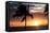 Palm Trees on a Beach At Sunset-Michael Szoenyi-Framed Premier Image Canvas