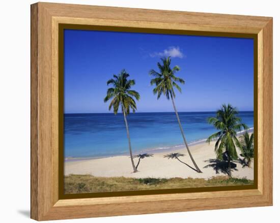 Palm Trees on Beach, Antigua, Caribbean, West Indies, Central America-Firecrest Pictures-Framed Premier Image Canvas