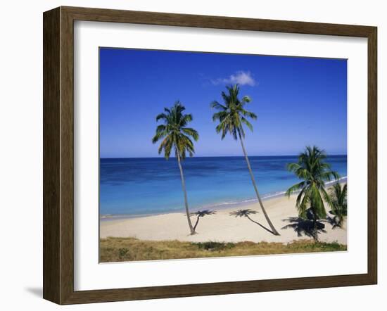 Palm Trees on Beach, Antigua, Caribbean, West Indies, Central America-Firecrest Pictures-Framed Photographic Print