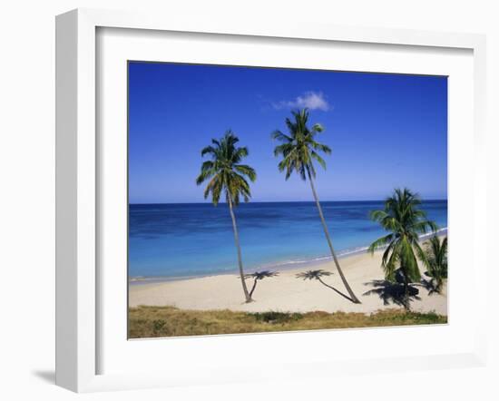 Palm Trees on Beach, Antigua, Caribbean, West Indies, Central America-Firecrest Pictures-Framed Photographic Print