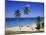 Palm Trees on Beach, Antigua, Caribbean, West Indies, Central America-Firecrest Pictures-Mounted Photographic Print