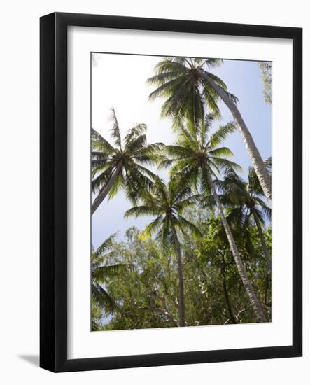 Palm Trees on Beach at Palm Cove, Cairns, North Queensland, Australia, Pacific-Nick Servian-Framed Photographic Print