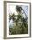 Palm Trees on Beach at Palm Cove, Cairns, North Queensland, Australia, Pacific-Nick Servian-Framed Photographic Print