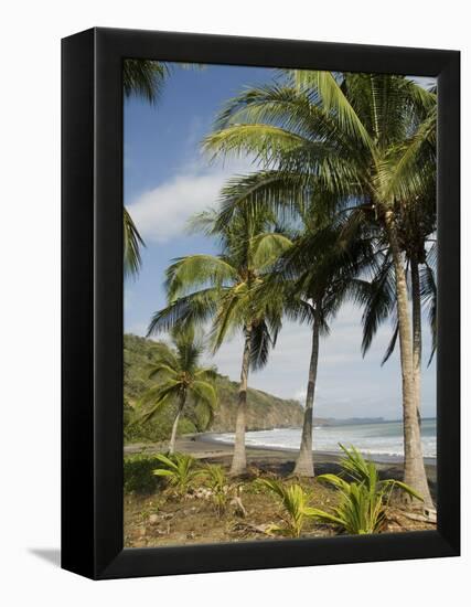 Palm Trees on Beach at Punta Islita, Nicoya Pennisula, Pacific Coast, Costa Rica, Central America-R H Productions-Framed Premier Image Canvas