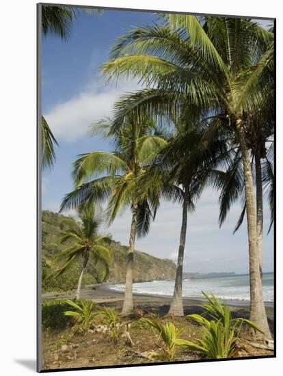 Palm Trees on Beach at Punta Islita, Nicoya Pennisula, Pacific Coast, Costa Rica, Central America-R H Productions-Mounted Photographic Print