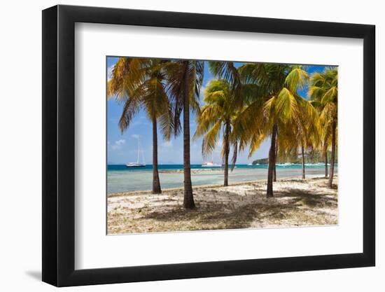 Palm trees on beach, Britannia Bay, Mustique, Saint Vincent And The Grenadines-null-Framed Photographic Print