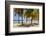 Palm trees on beach, Britannia Bay, Mustique, Saint Vincent And The Grenadines-null-Framed Photographic Print