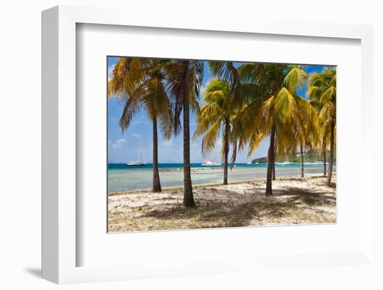 Palm trees on beach, Britannia Bay, Mustique, Saint Vincent And The Grenadines-null-Framed Photographic Print