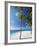 Palm Trees on Beach, Maldives, Indian Ocean, Asia-Sakis Papadopoulos-Framed Photographic Print